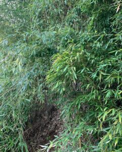 地鎮祭用笹竹_現場