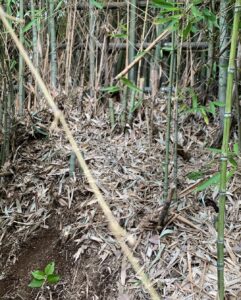 地鎮祭用笹竹_1