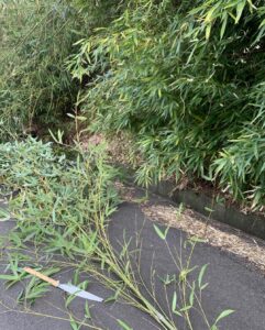 地鎮祭用笹竹_2