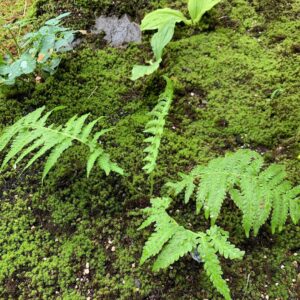 スナゴケと山野草