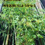 七夕の笹