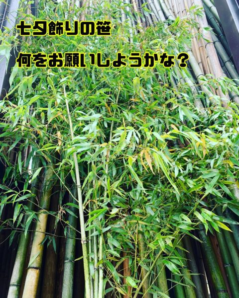 七夕の笹