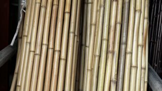 晒竹 大橋今右衛門 白竹