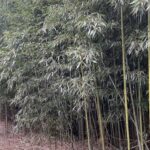 地鎮祭用笹竹・四方竹