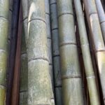 しがら柵用の竹