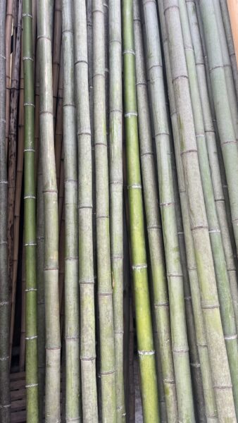 青竹の入荷 - 有限会社 持田竹材店