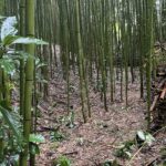 竹林整備