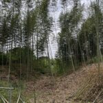 竹林整備