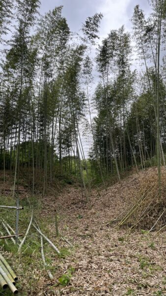竹林整備